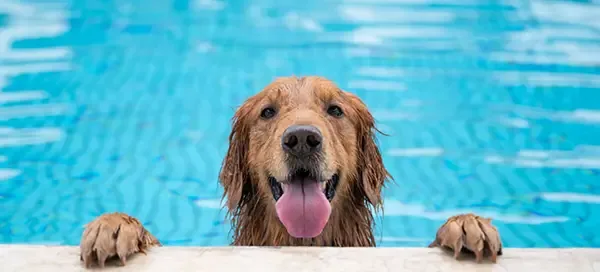 Hund im Schwimmbecken