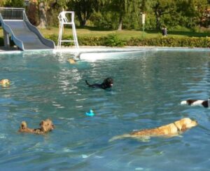 Silobad Hundeschwimmen