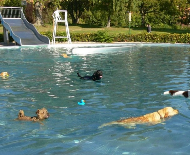 Silobad Hundeschwimmen
